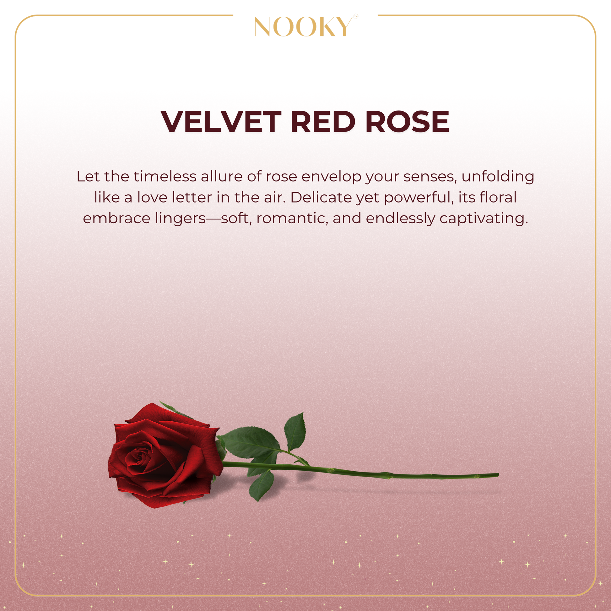 Velvet Red Rose