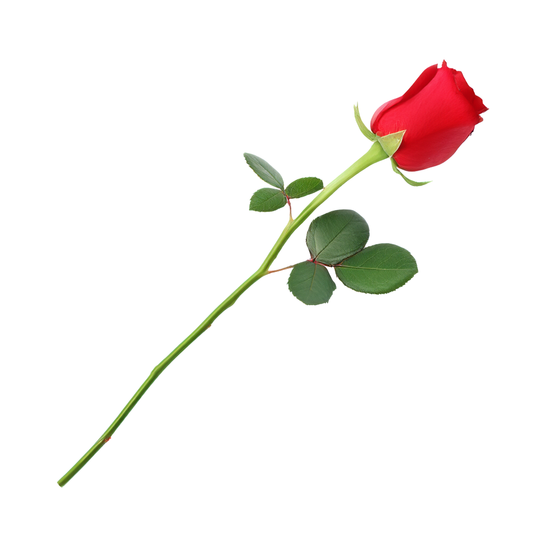 Shamiyana (Date Night Bundle)