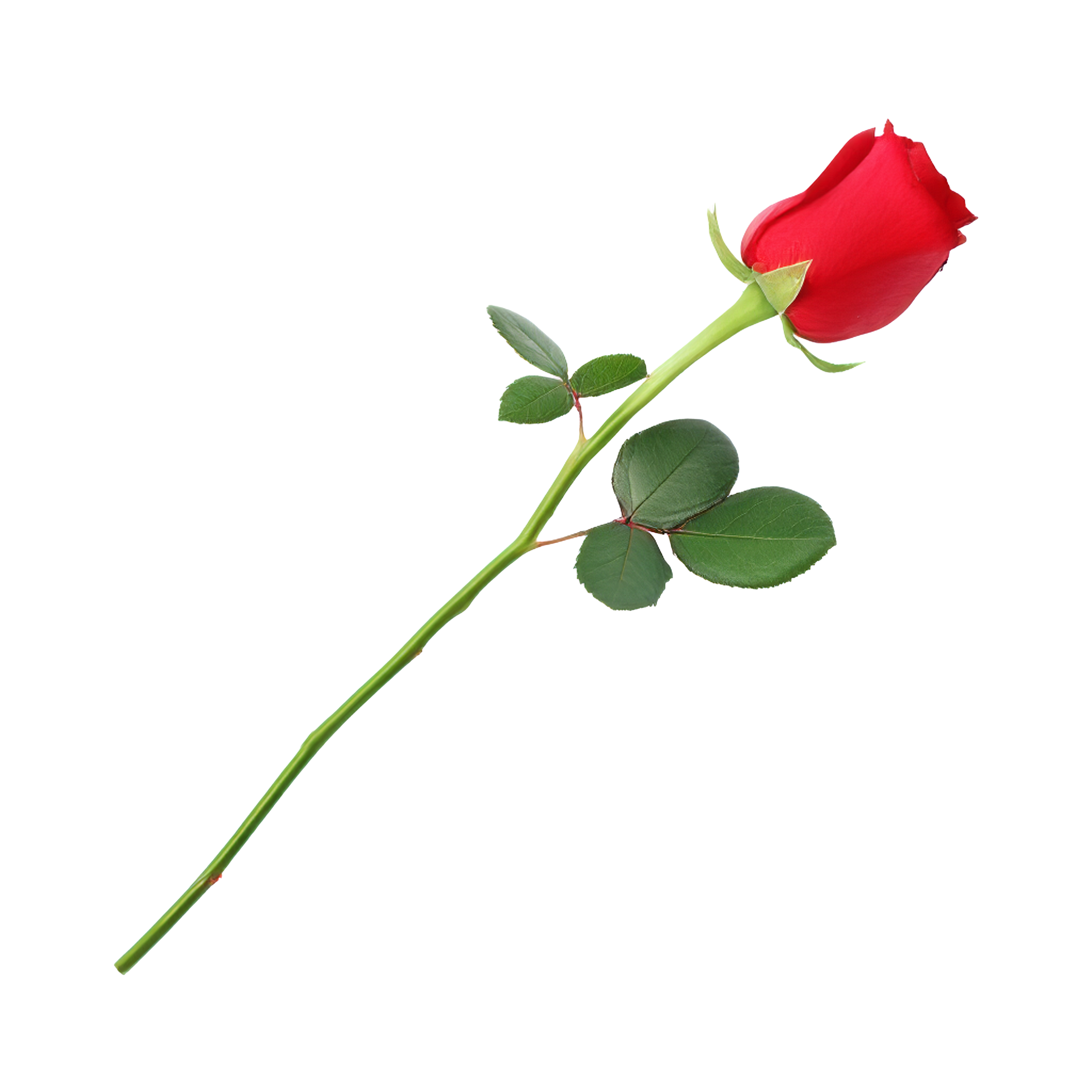 Shamiyana (Date Night Bundle)